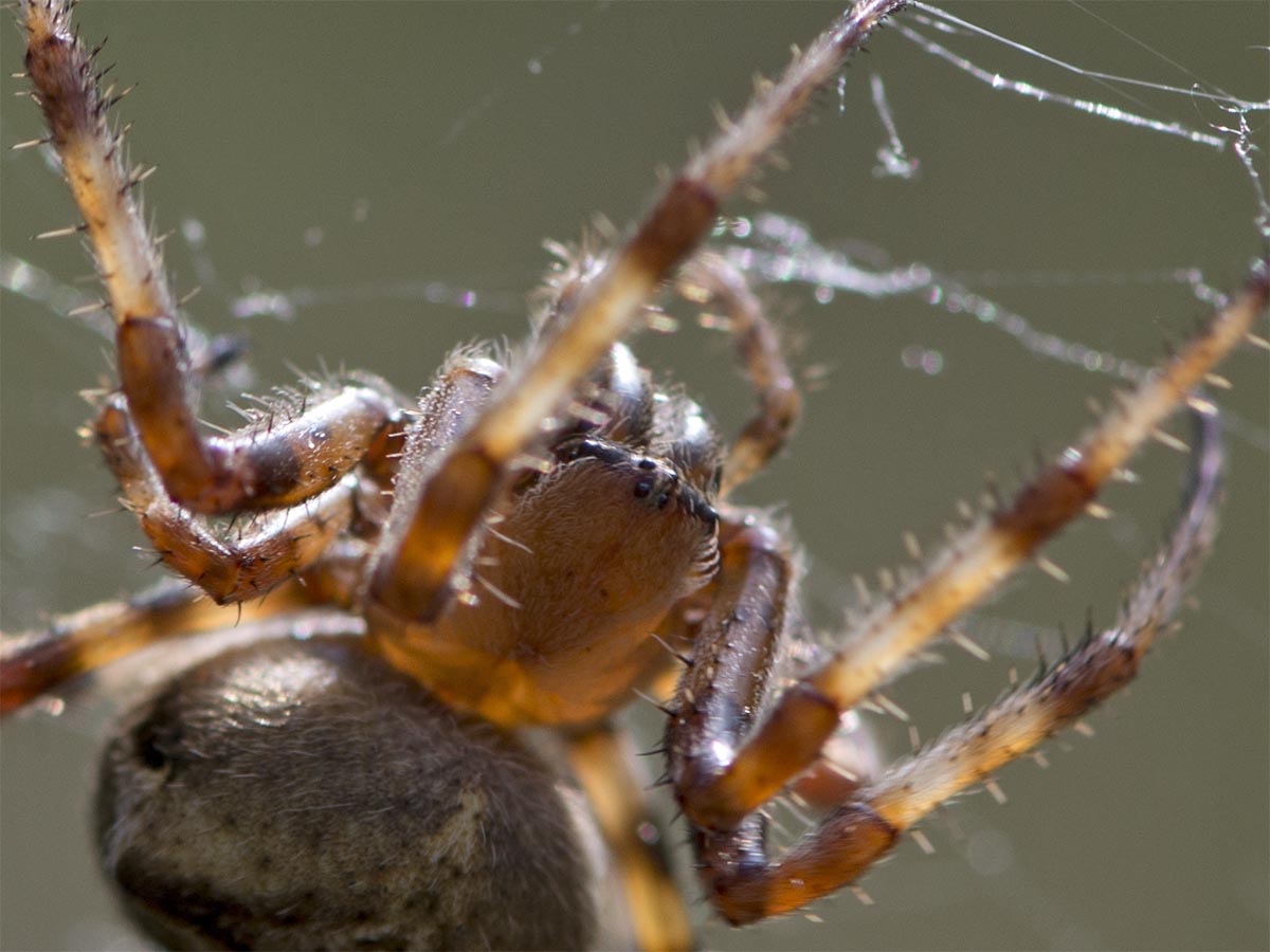 Araneus angulatus